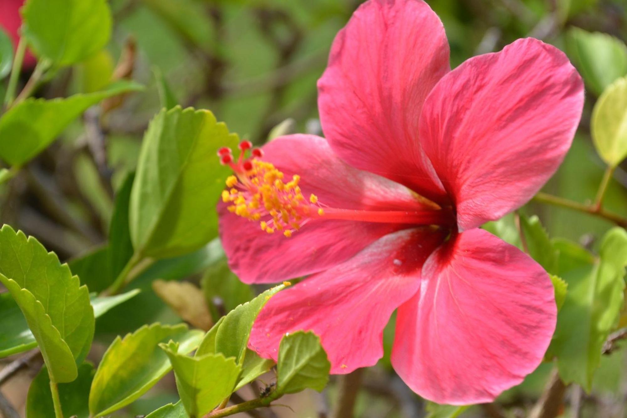 Pipa Beleza - Chales Particulares Praia de Pipa Exterior foto